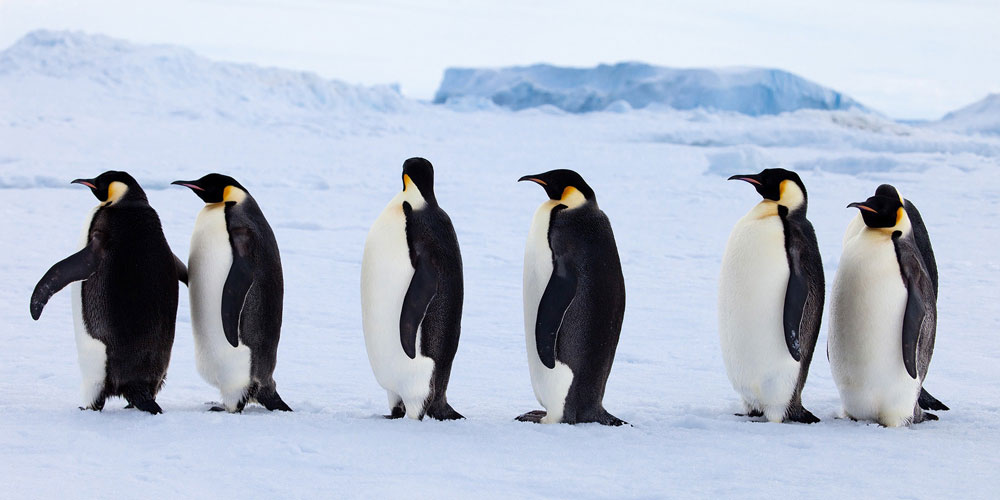 Confused Penguins. Where did the component go?!